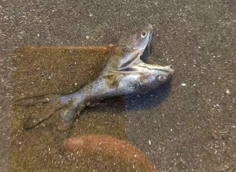 ����ʥ���޺�̲���֡�����˫ͷ�㡱 ����ʵͼ�����