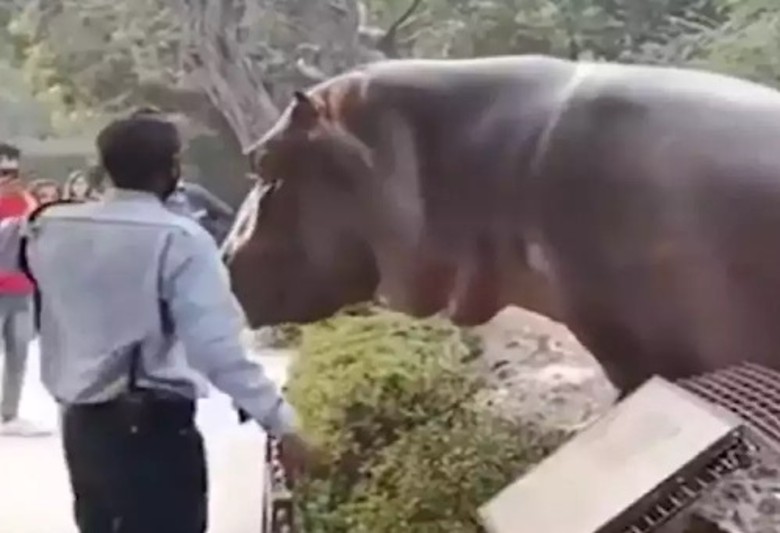 印度德里动物园河马图跨栏逃走 保安员上前打巴掌