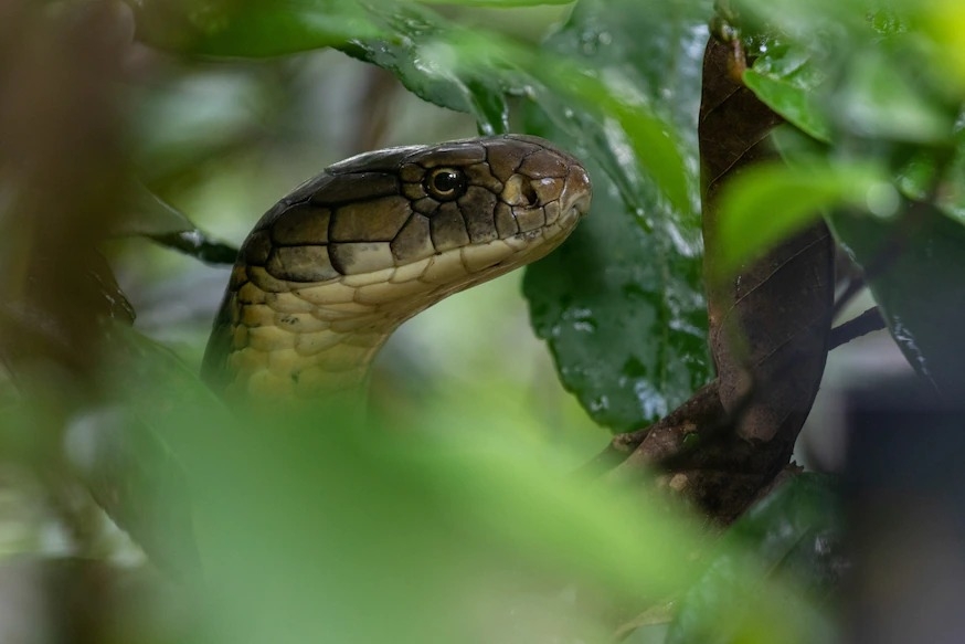 新研究显示眼镜王蛇其实是由四个不同物种组成的“王室”