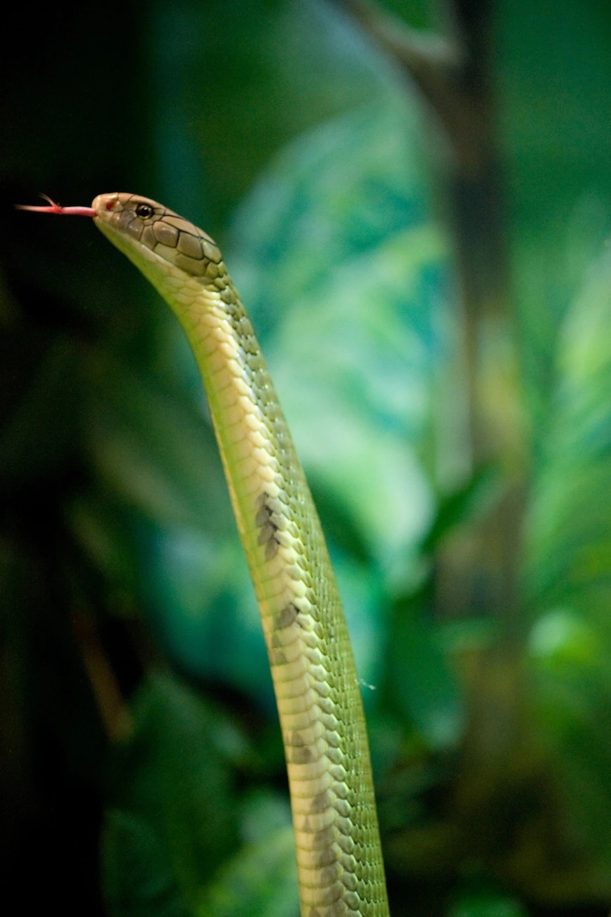 新研究显示眼镜王蛇其实是由四个不同物种组成的“王室”