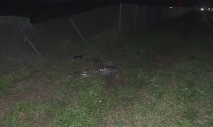 ������������ݷ������泵�������Ӽݳ�ײ�϶�����˫˫����