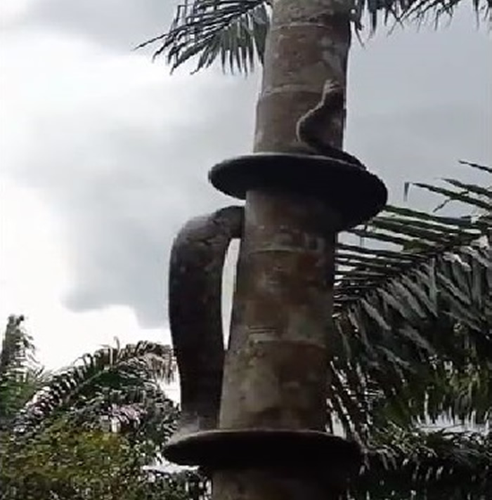印度一条巨蟒以缠绕的方式爬上棕梠树树端