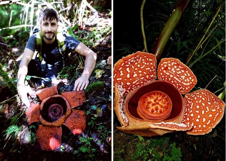 英国牛津大学教职员深入菲律宾吕宋热带雨林 有幸目睹稀有花卉Rafflesia banaoana