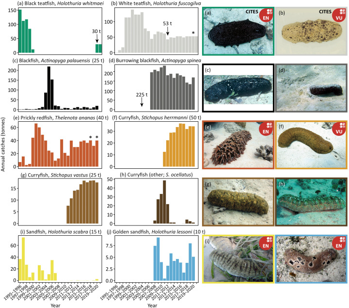 《生物保护》:过度捕捞已经使大堡礁的热带海参种群处于危险之中