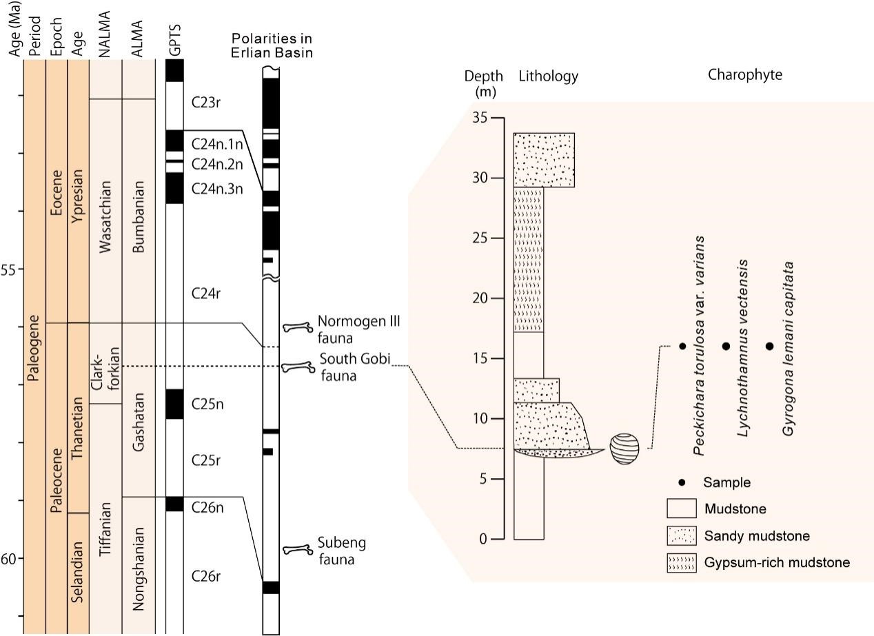 《古生物学杂志》：准噶尔盆地古新世轮藻化石指示轮藻植物群的亚洲起源