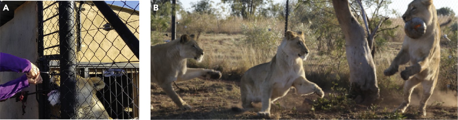 《iScience》杂志：“爱的荷尔蒙”催产素能让凶猛的狮子放松警惕