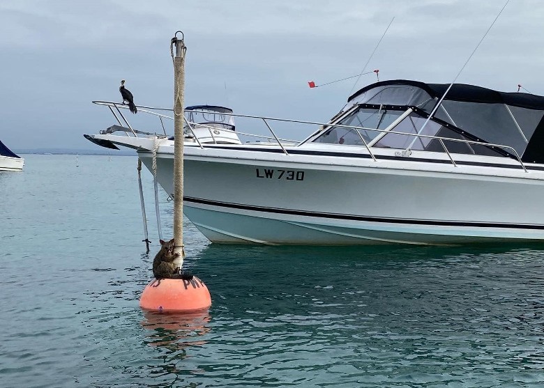 澳洲维多利亚省负鼠抱海中浮标 潜水教练出手营救