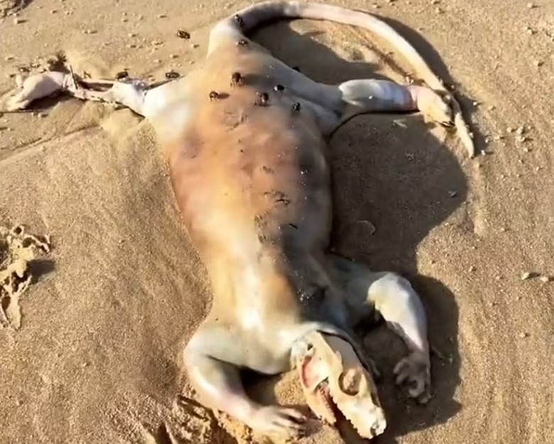 澳洲昆士兰省沙滩发现的外星怪物证实是负鼠