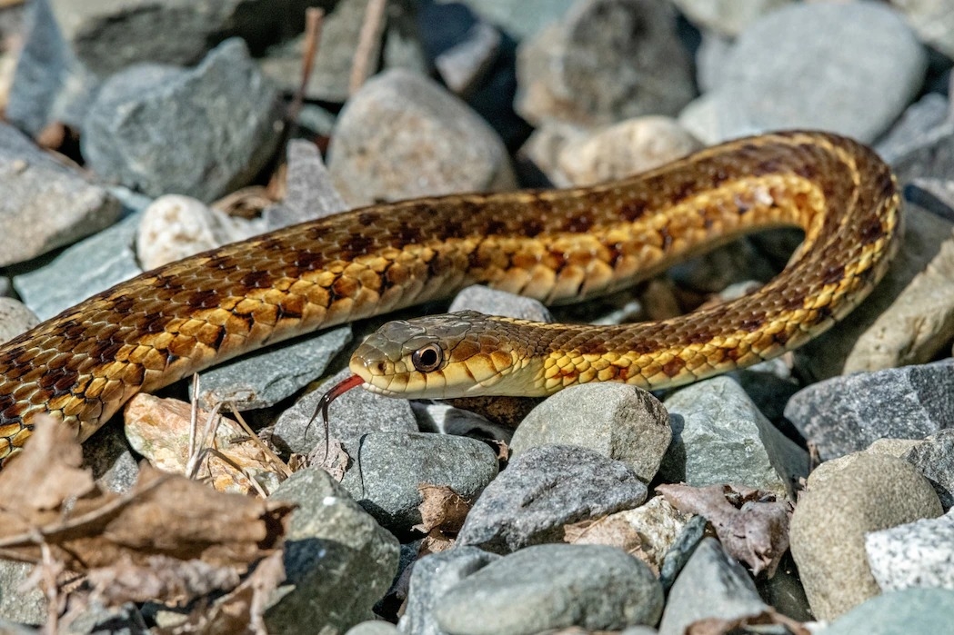一只拍摄于缅因州阿卡迪亚国家公园的东部袜带蛇（eastern garter snake）透过吐信捕捉周遭的化学物质来感受环境。 PHOTOGRAPH BY GE