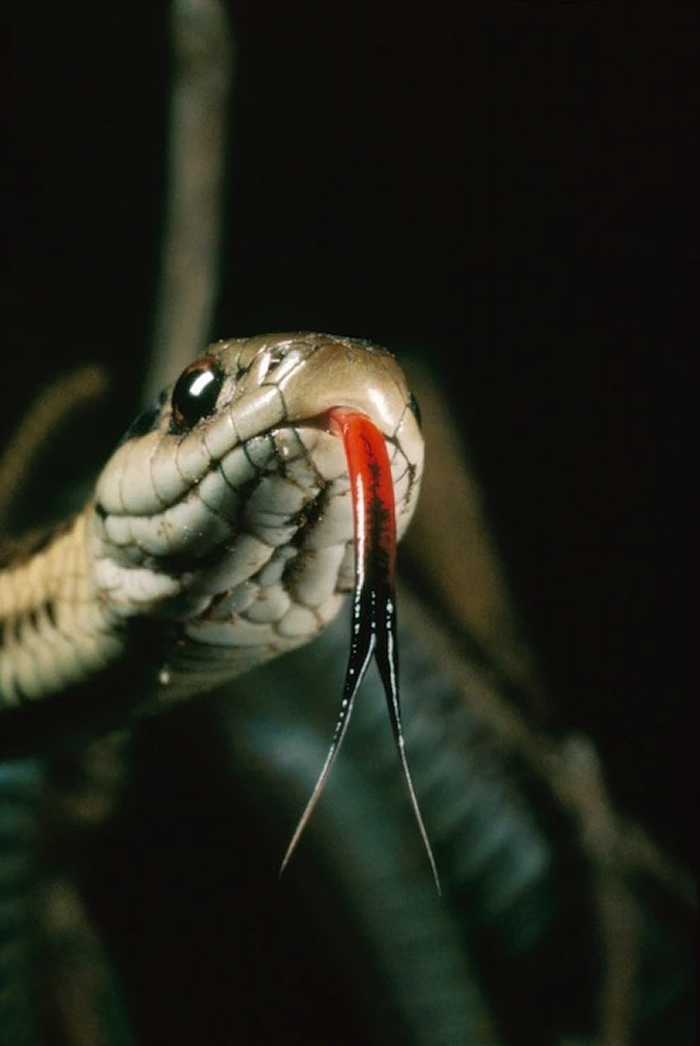 普通袜带蛇是遍布整个北美洲的的原生无毒爬行类。 PHOTOGRAPH BY TIM FITZHARRIS, MINDEN PICTURES