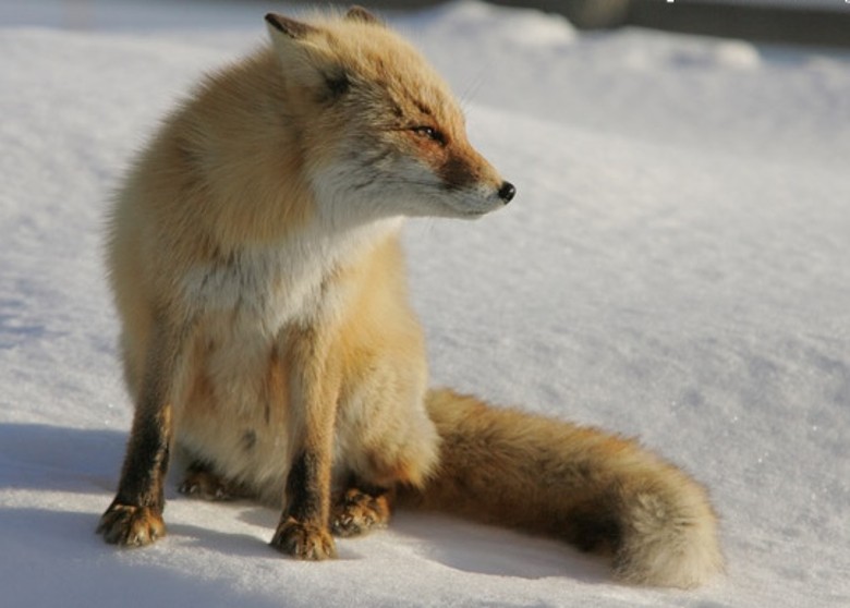 ȫ���������ձ������������б��������ʬ�����H5���͸߲�ԭ�������в���