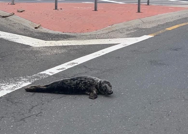 ����ŦԼ����ͣ����ӭ��������֮�͡���һֻδ����ۺ���