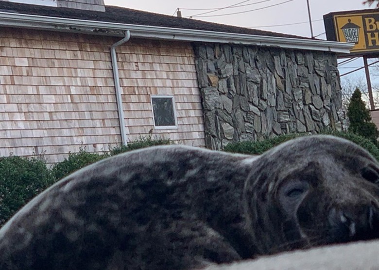 ����ŦԼ����ͣ����ӭ��������֮�͡���һֻδ����ۺ���