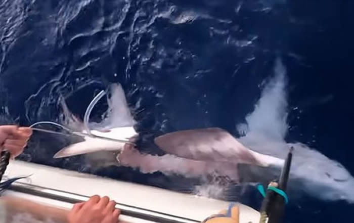 澳洲男子在昆士兰海岸钓起一条丧尸鲨鱼 四分之三的身体被啃光