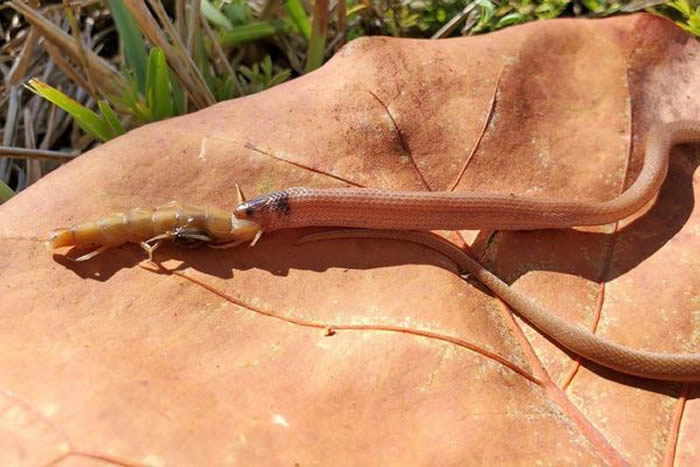 美国佛罗里达州公园濒临灭绝的环岩冠蛇嘴里咬着巨型蜈蚣 两只动物都已死亡