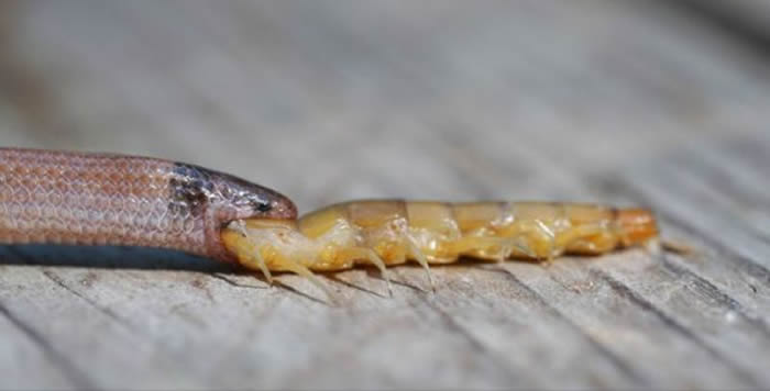 美国佛罗里达州公园濒临灭绝的环岩冠蛇嘴里咬着巨型蜈蚣 两只动物都已死亡