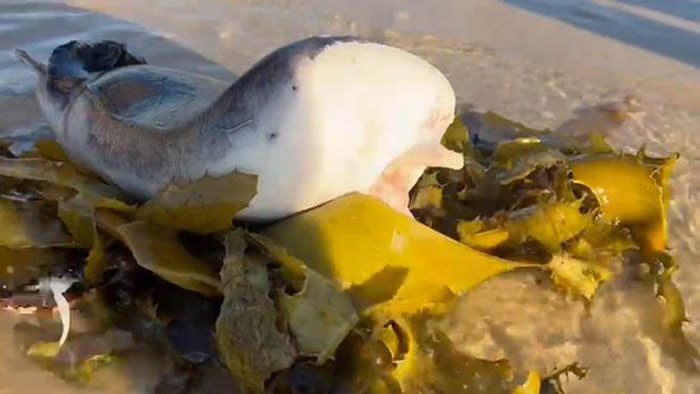 澳洲邦迪海岸发现诡异海怪 外型像鱼类却有和人类相似的嘴唇和牙齿