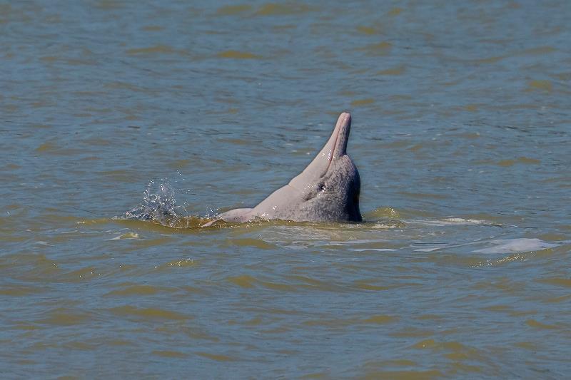 福建省宁德市霞浦县盐田乡南塘村前海面发现两只国家一级保护动物中华白海豚