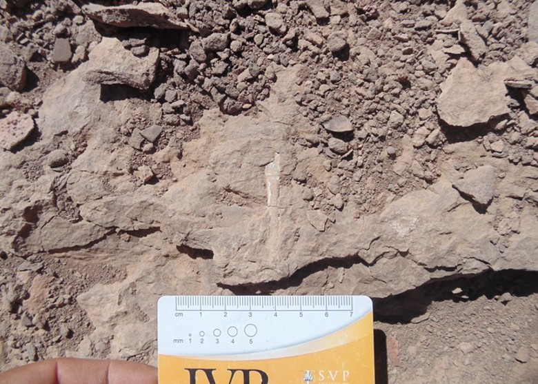智利北部阿塔卡马沙漠发现罕见的1亿年前翼龙骸骨化石墓地