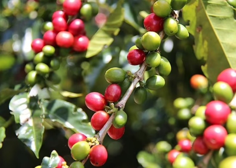 蜜蜂和雀鸟两物种互相合作传播花粉下的农场 可产出更多更大颗的咖啡豆