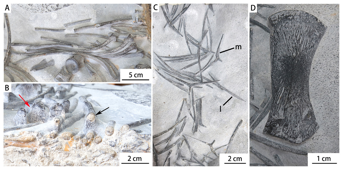 广西百色市隆林县者保地区发现中国最大的早三叠世鱼龙类化石——粗壮百色鱼龙