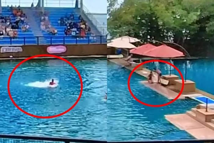 美国迈阿密水族馆正在表演的海豚攻击驯兽师