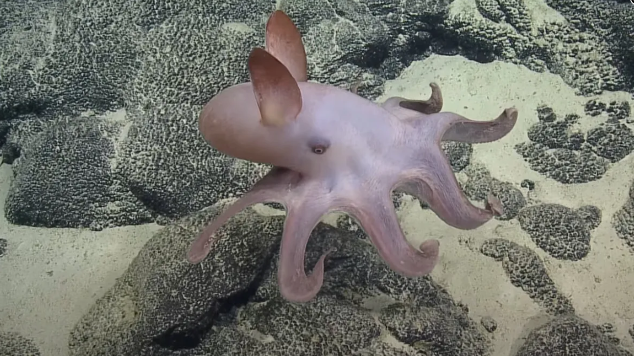 Nautilus团队利用ROV拍摄到深海巨型“小飞象”章鱼