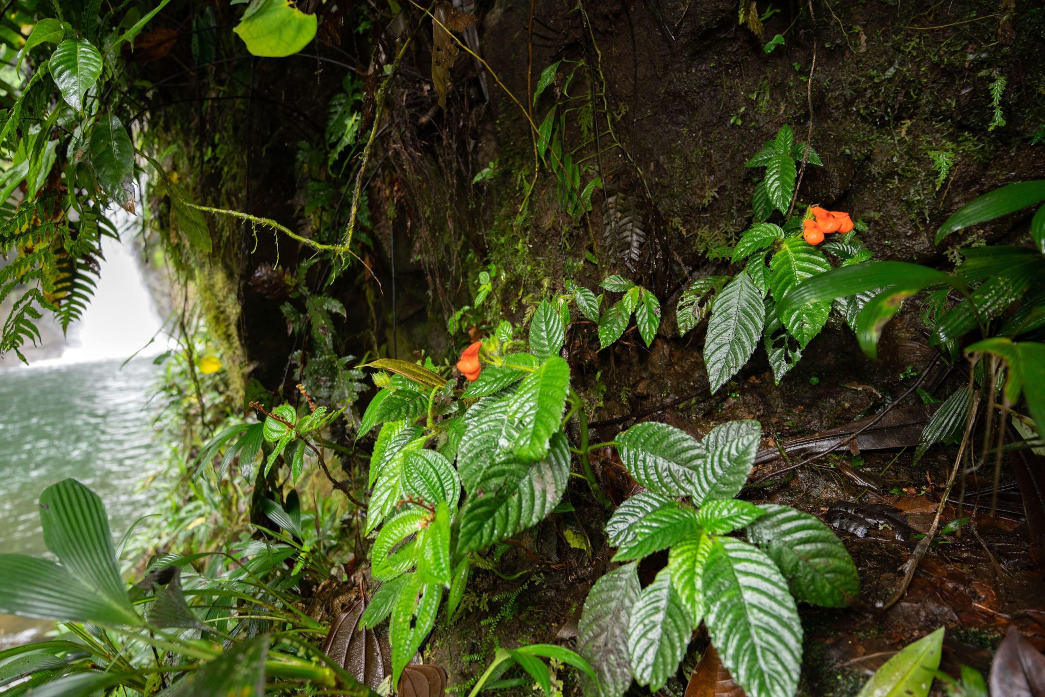 厄瓜多尔发现失落的南美野花Extinctus