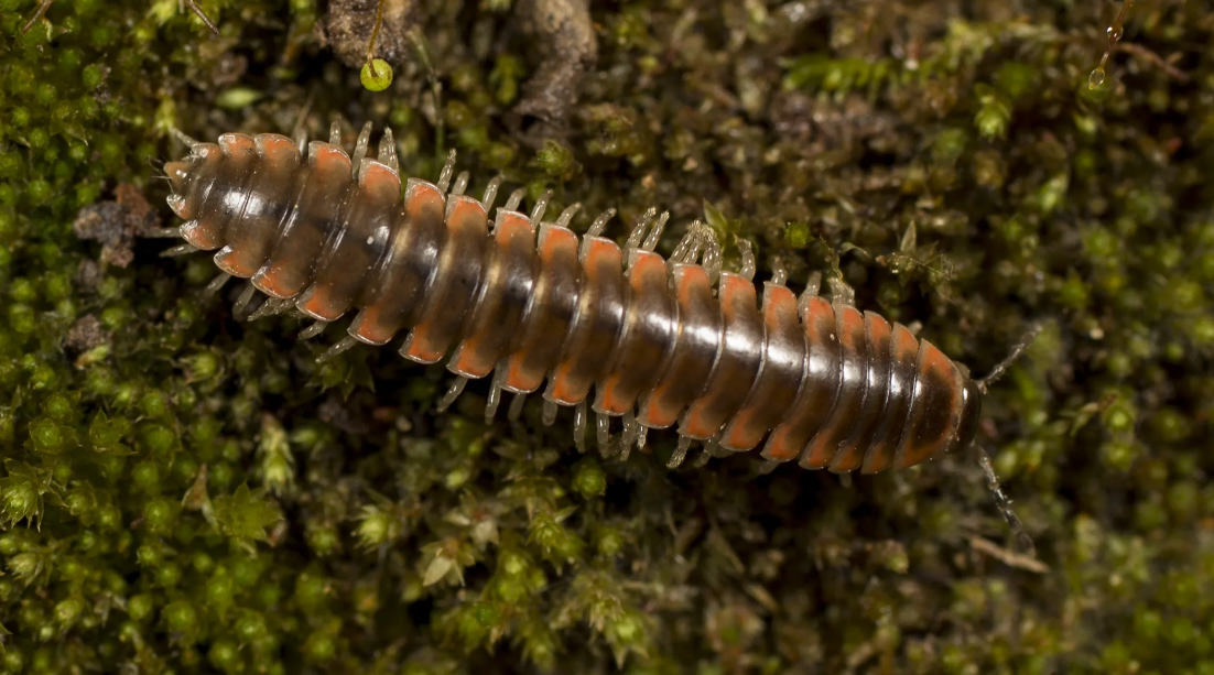 美国阿巴拉契亚山脉新发现的千足虫以泰勒·斯威夫特的名字命名Nannaria swiftae