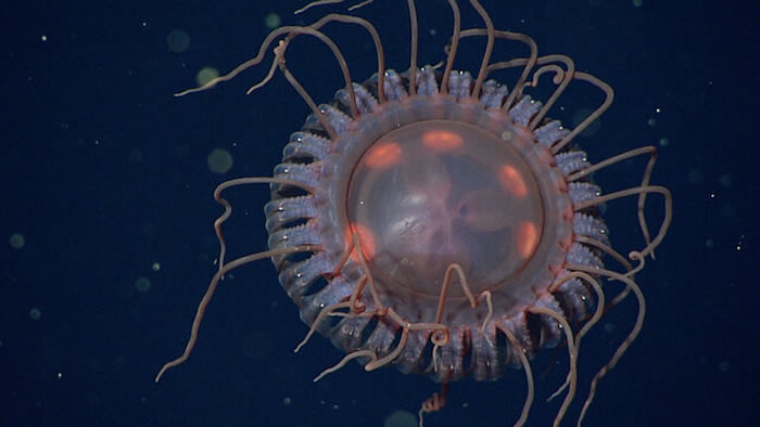 美国加州蒙特利湾发现新型深海环冠水母物种Atolla reynoldsi