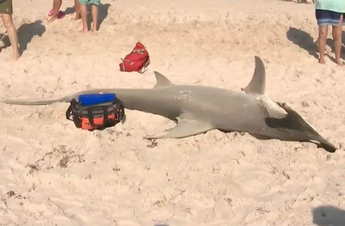 美国佛罗里达州海滩出现巨大双髻鲨尸体 剖后发现竟怀有23只幼鲨