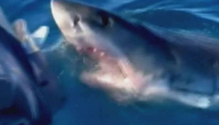 澳洲男子一家三口出海钓鱼 4米长大白鲨突然出现攻击他们的船