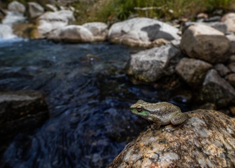 澳洲新南威尔士省重启拯救项目 放归极危斑点树蛙