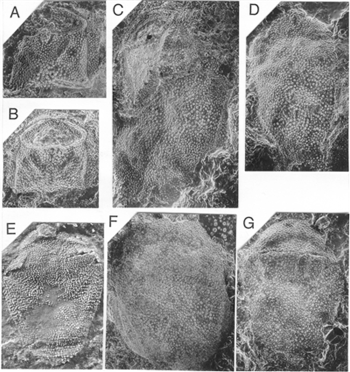 李柔义小头鱼头甲（A-C）与躯甲（C-D）化石的扫描电镜照片