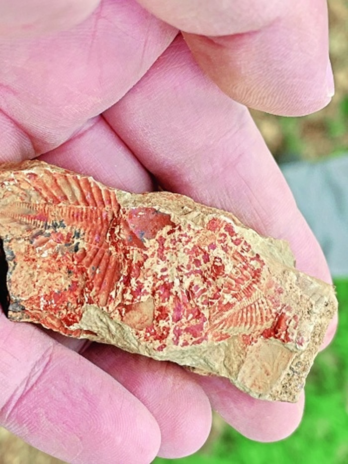 4.3亿年沧海桑田 在武汉能找到这些远古化石