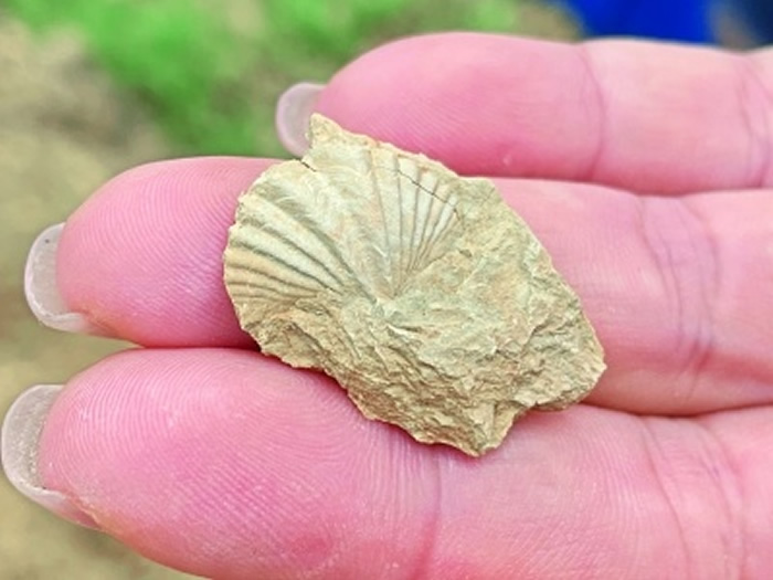 4.3亿年沧海桑田 在武汉能找到这些远古化石