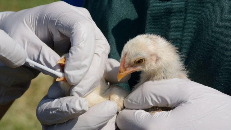 禽流感病毒H5N1的死灰复燃引发全球关注