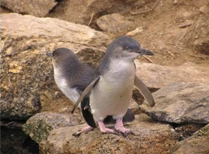 澳洲南部的弗勒里厄半岛发生离奇现象:20具无头企鹅遗体被冲上海滩