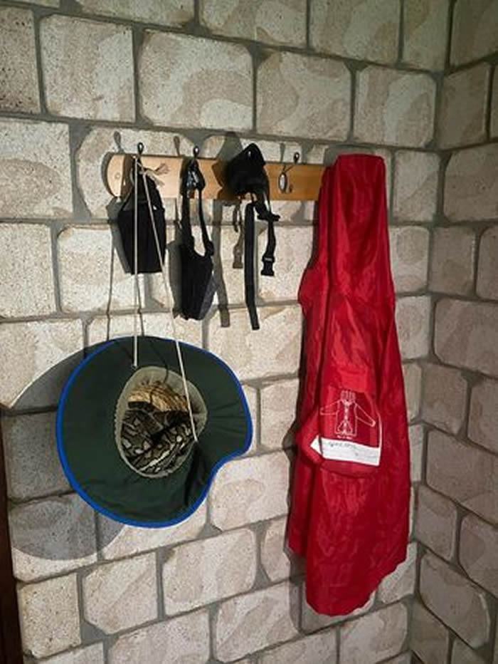 澳洲男子去车库拿帽子一碰觉得帽重重的 仔细一看原来里面有条地毯莫瑞蟒