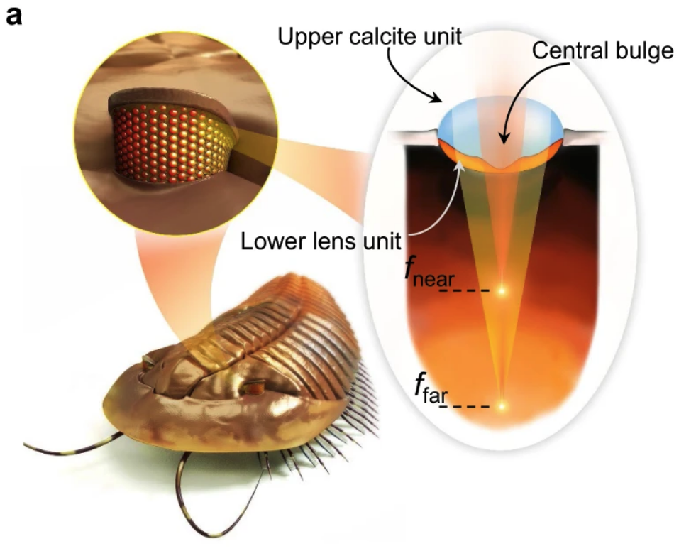 美国NIST研究人员从5亿年前三叶虫中获得灵感 展示一种全新的光场相机