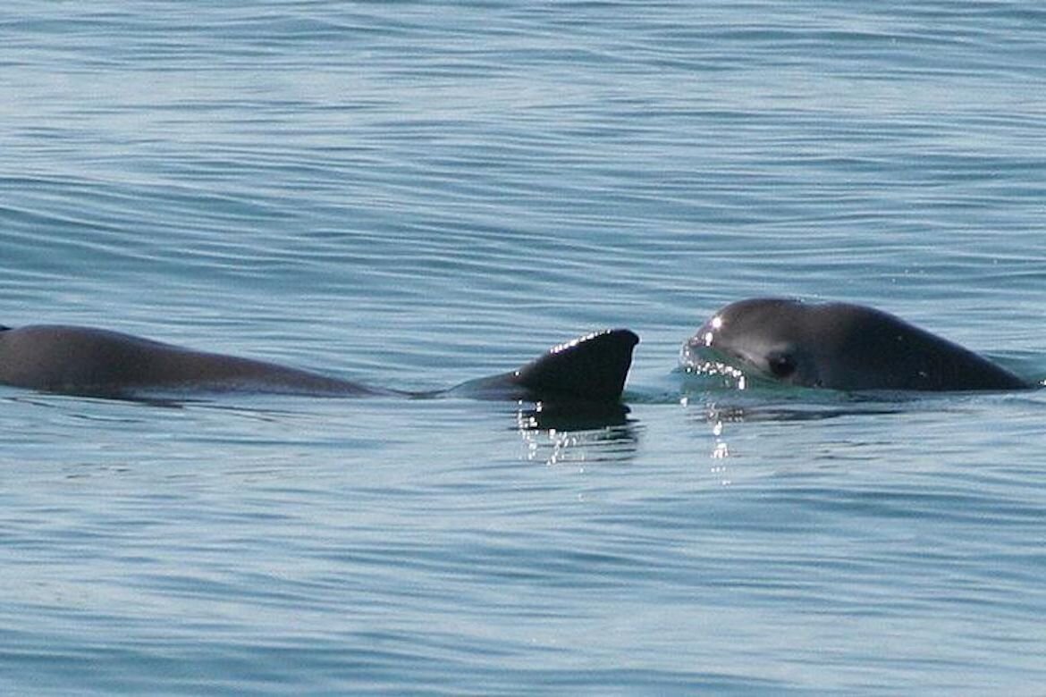 新的基因学研究披露世界上还剩下10只小头鼠海豚 但它们不会因为近亲繁殖而注定灭绝