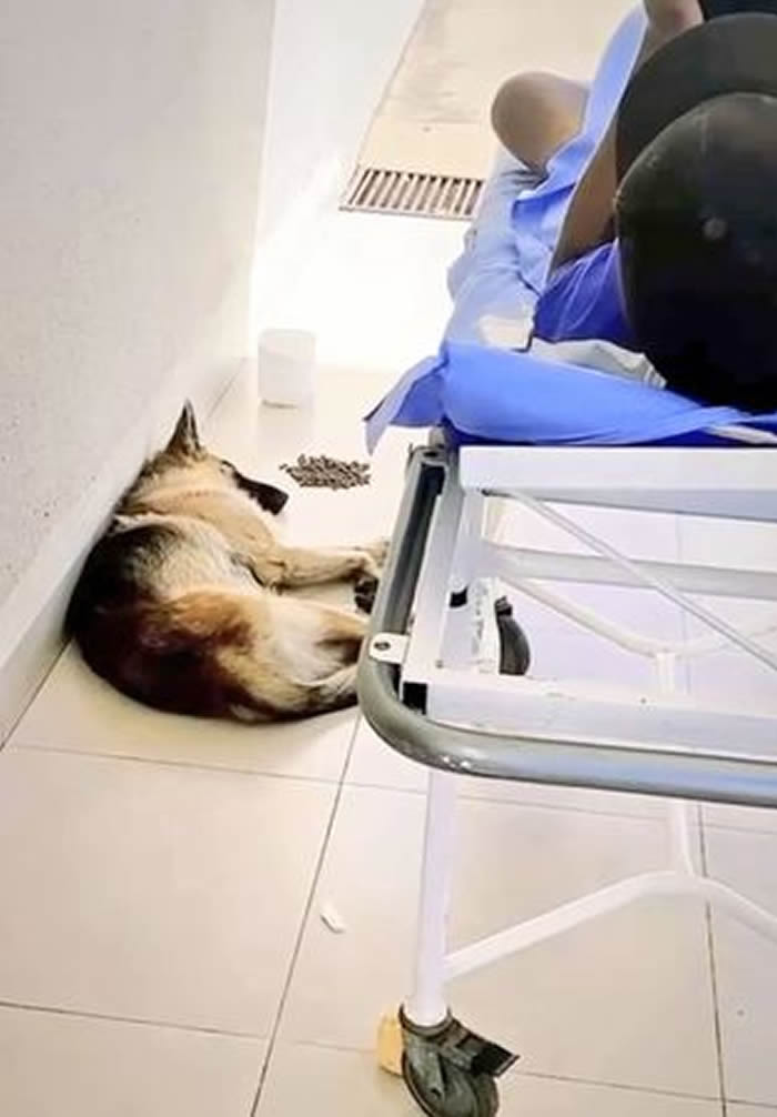 巴西一只忠犬狂奔追救护车 坚守主人病榻旁