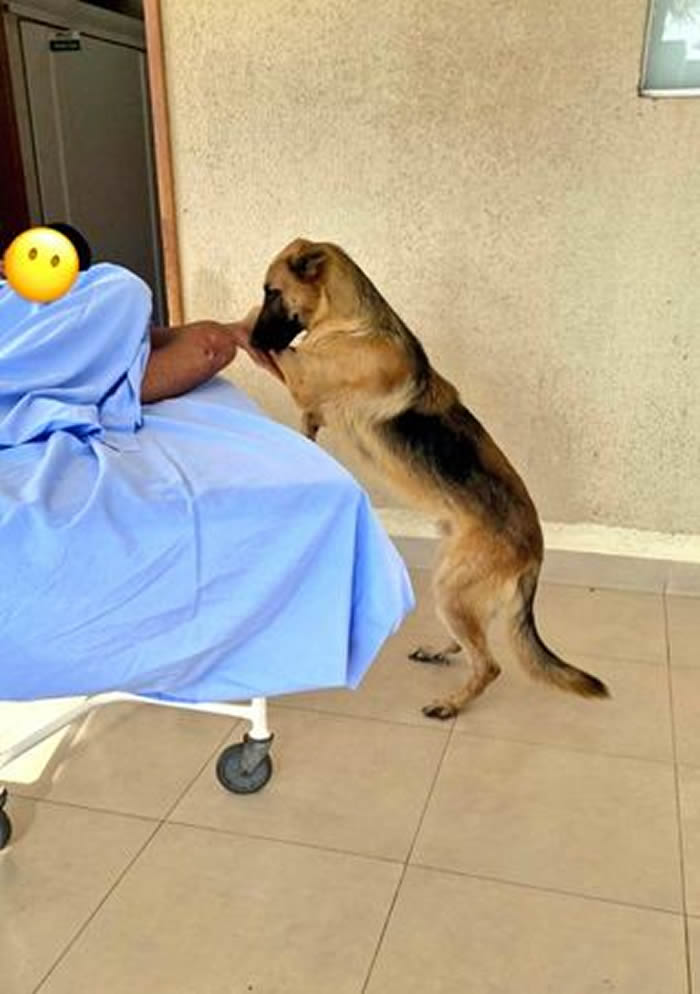 巴西一只忠犬狂奔追救护车 坚守主人病榻旁