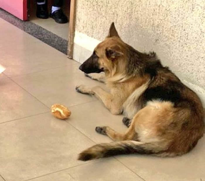 巴西一只忠犬狂奔追救护车 坚守主人病榻旁