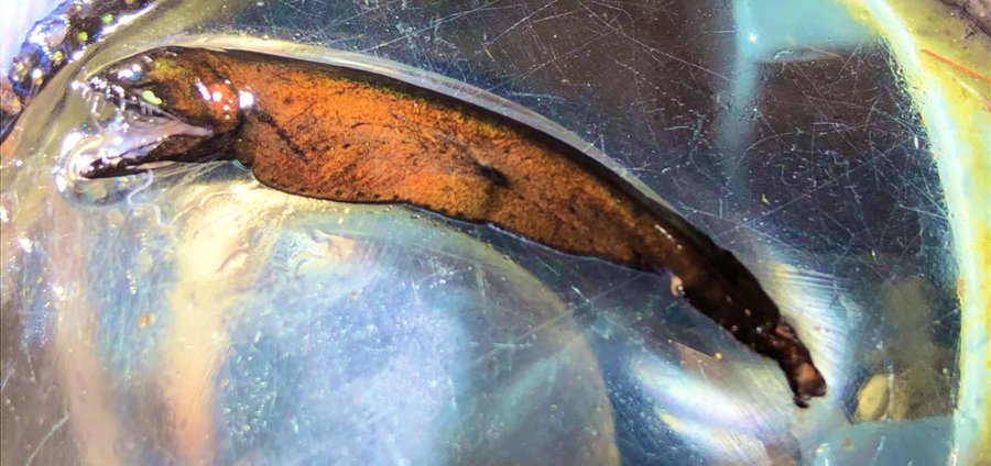 MBARI科学家发现罕见的深海高鳍龙鱼Bathophilus flemingi 长满锋利牙齿的捕食者