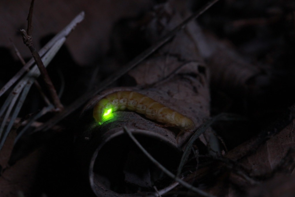 ̨�屣���������дƹ�ө ������Ұ�����ﱣ����