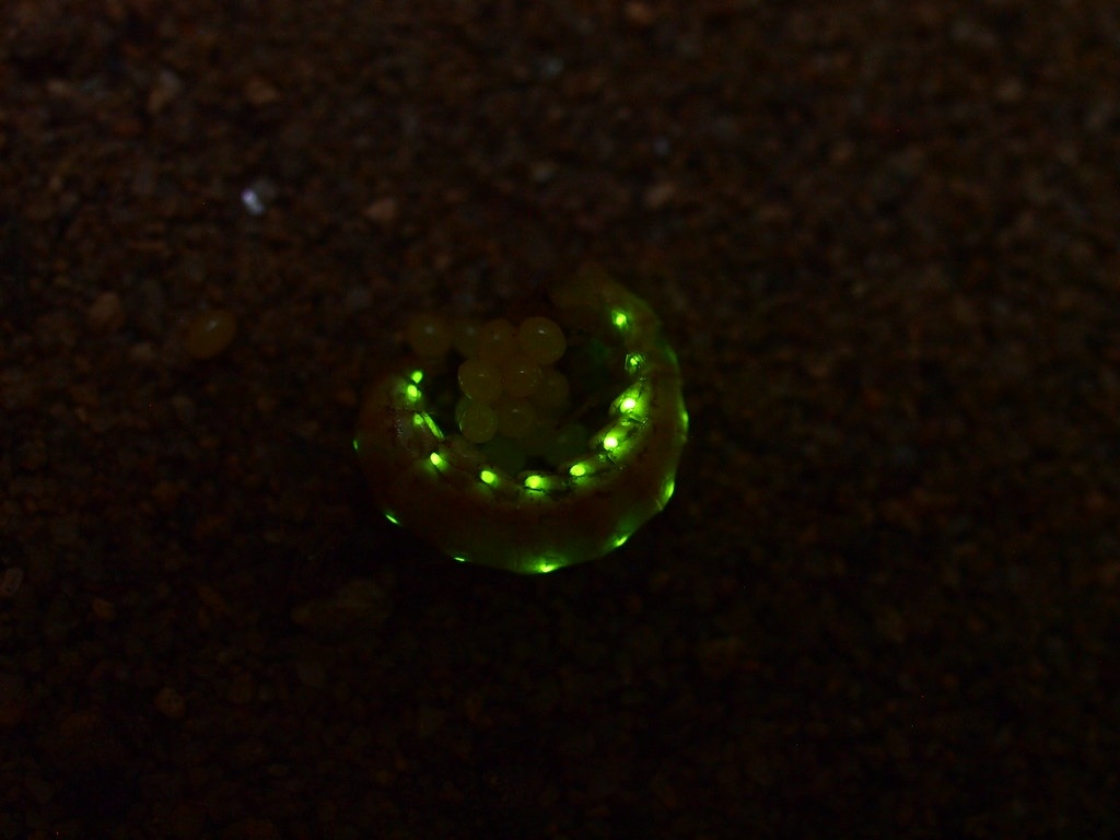 ̨�屣���������дƹ�ө ������Ұ�����ﱣ����