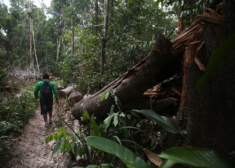 亚马逊雨林上月的伐林面积打破以往的4月纪录