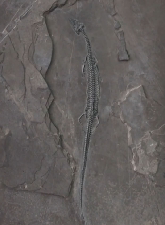 中国最早的肿肋龙科新属种：云南红河发现2.44亿年前海生爬行动物化石“长尾红河龙”
