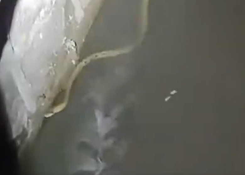 ����ʡ��ͨ��С��һ���˻��ߺ�һֻè����